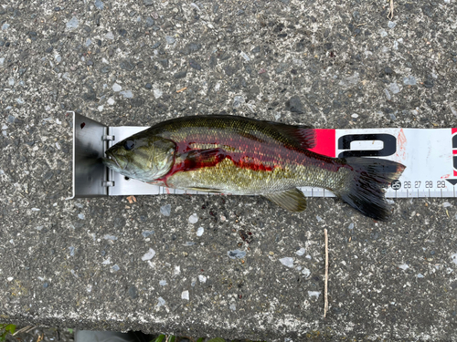 スモールマウスバスの釣果