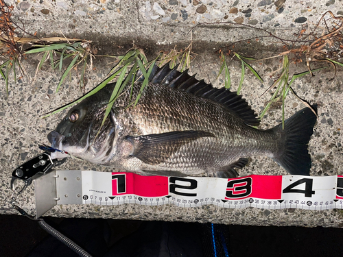 クロダイの釣果