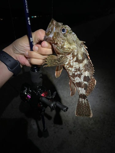 カサゴの釣果