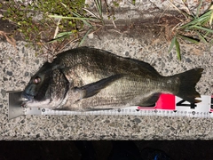 クロダイの釣果