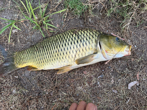 コイの釣果