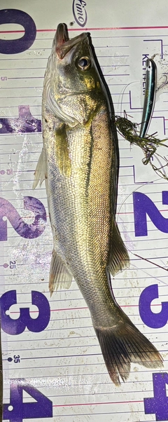 シーバスの釣果