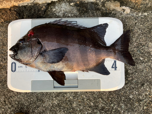 イシダイの釣果