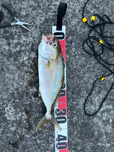 ショゴの釣果