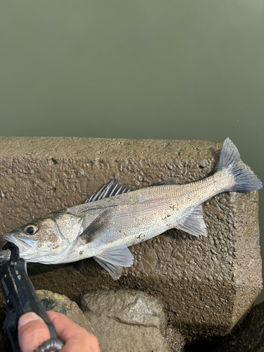 セイゴ（マルスズキ）の釣果