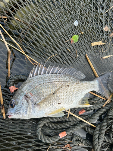 キビレの釣果