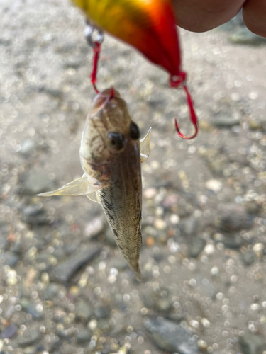 ハゼの釣果