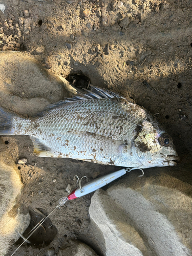 キビレの釣果