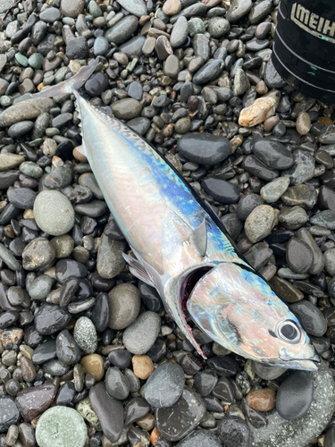 ソウダガツオの釣果