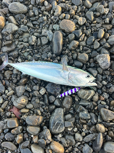 マルソウダの釣果