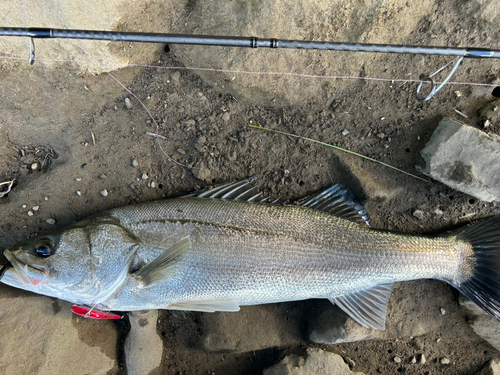 マルスズキの釣果