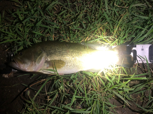 ブラックバスの釣果