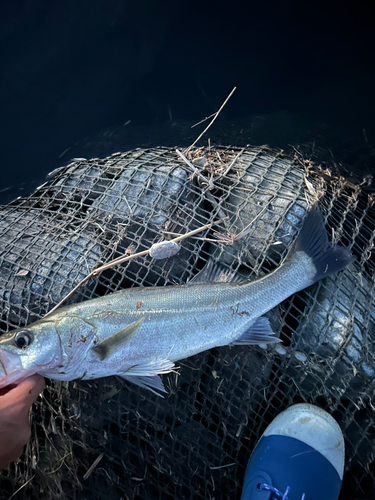 セイゴ（マルスズキ）の釣果