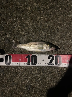 セイゴ(ヒラスズキ)の釣果