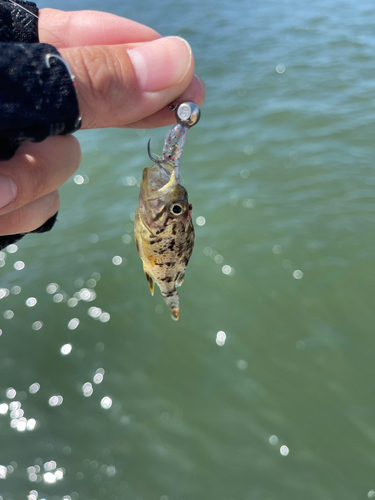 ソイの釣果