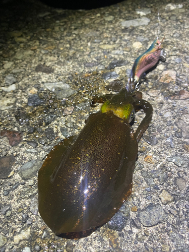 アオリイカの釣果