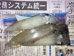 ケンサキイカの釣果