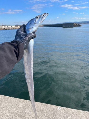 タチウオの釣果