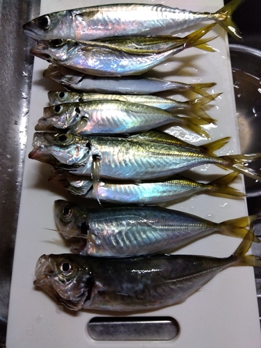 アジの釣果