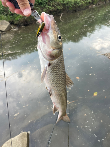 ニゴイの釣果