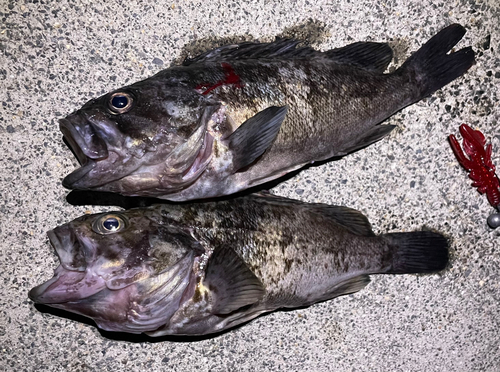 クロソイの釣果