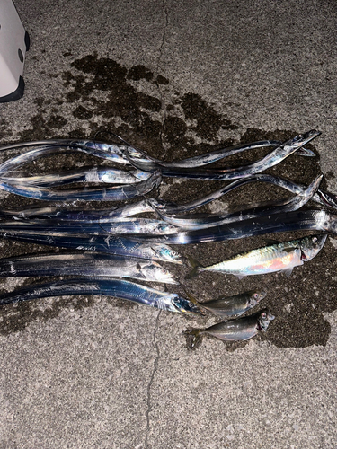 タチウオの釣果