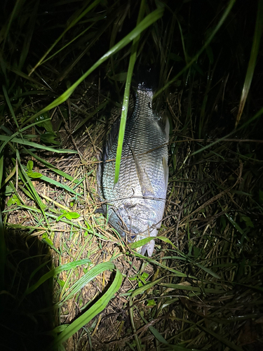 キビレの釣果