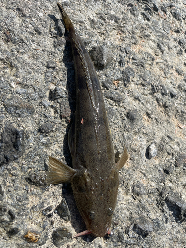 コチの釣果