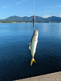 ワカシの釣果