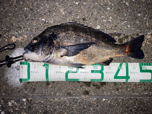 クロダイの釣果