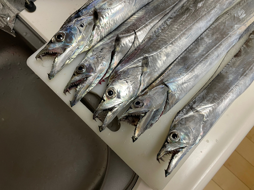 タチウオの釣果