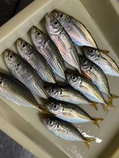 アジの釣果