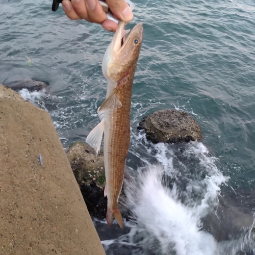 マエソの釣果