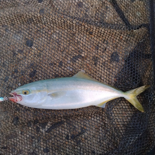 ツバイソの釣果