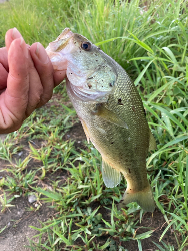 ラージマウスバスの釣果