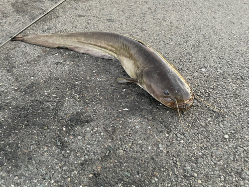 ナマズの釣果