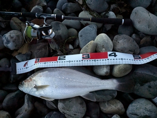 ニベの釣果