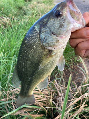 ラージマウスバスの釣果