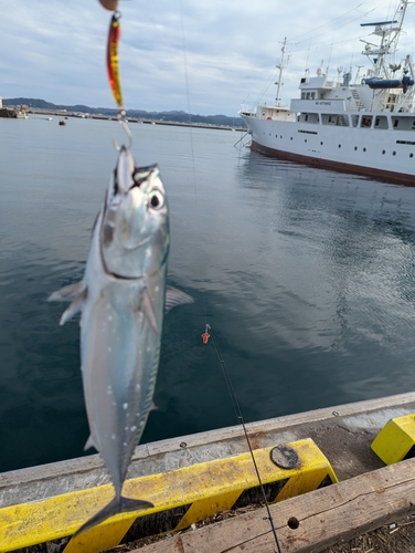 ソウダガツオの釣果