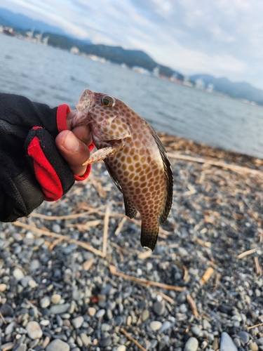 オオモンハタの釣果