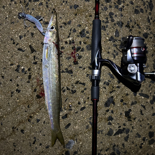 アカカマスの釣果