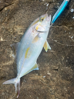 ショゴの釣果