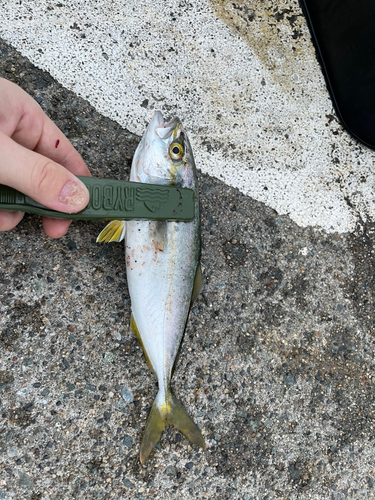 ワカシの釣果