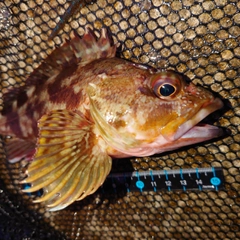 カサゴの釣果