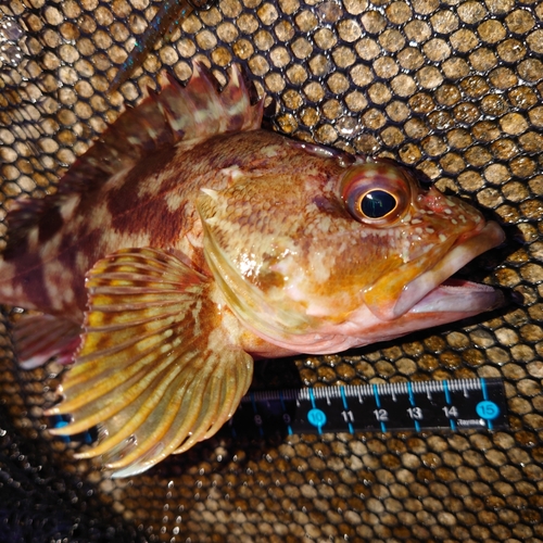 カサゴの釣果