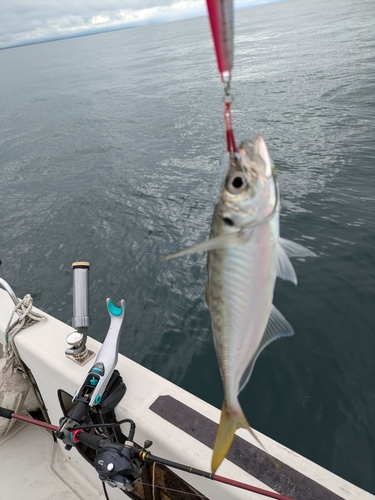 マアジの釣果