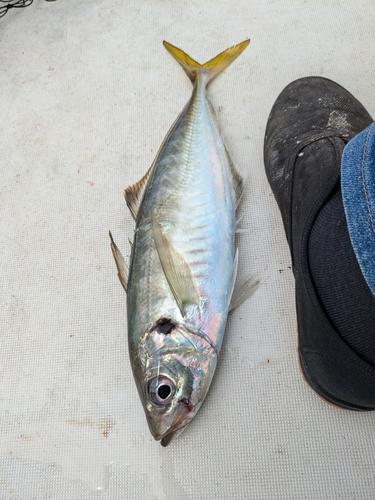 マアジの釣果