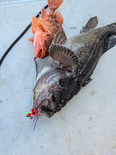 クロソイの釣果