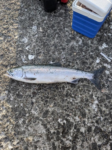 カラフトマスの釣果