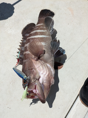 マハタの釣果